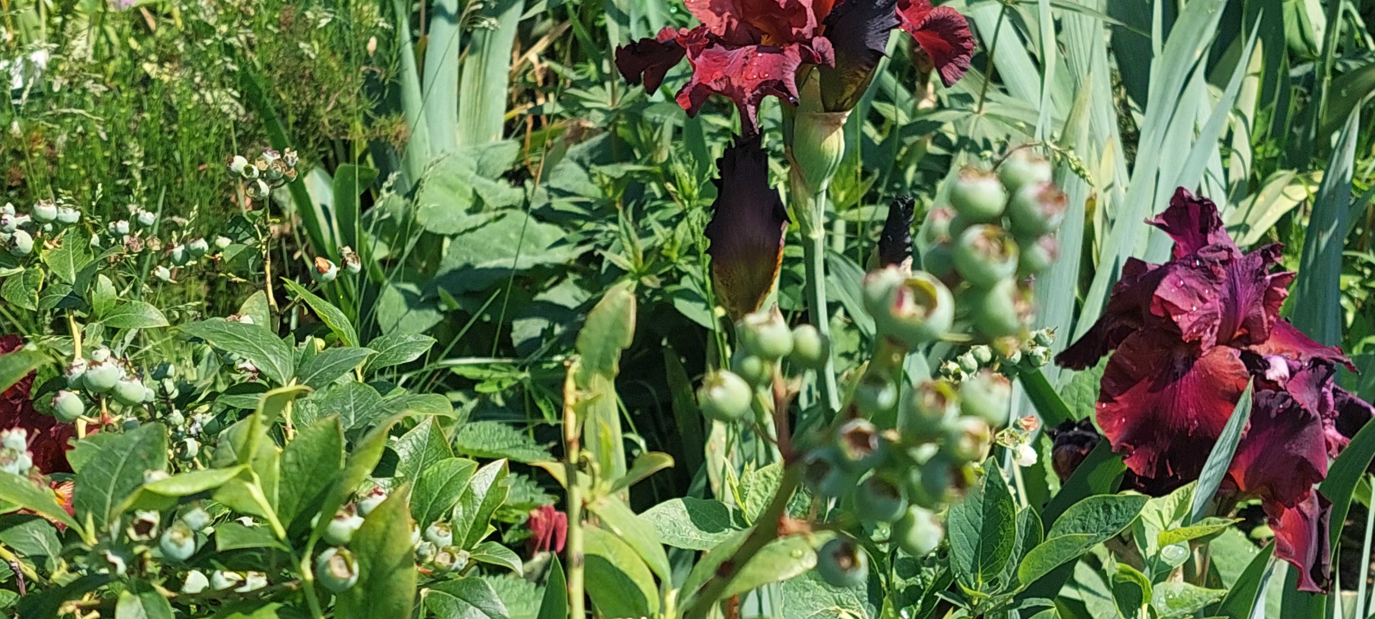 Irisi culori superbe grena rosu
