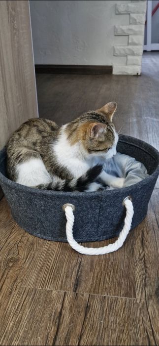 Спешно се търси дом за малко коте- герой
