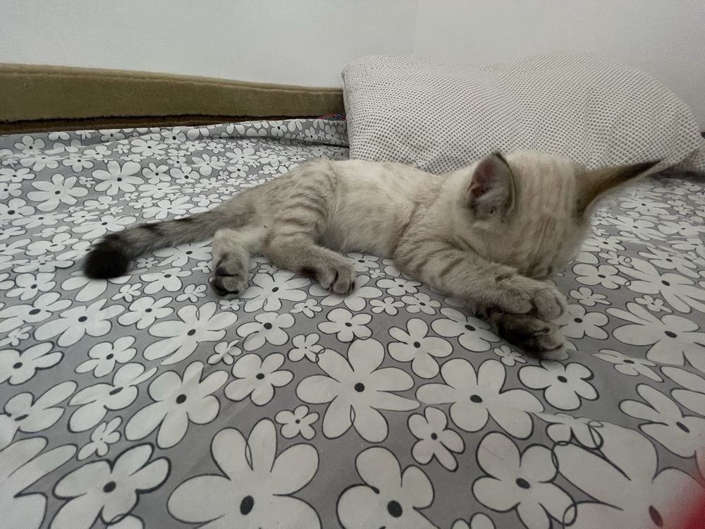 Котенок британская короткошерстная