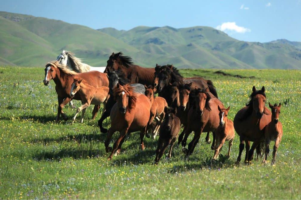 Жылқылар лошади , молодняк , 1,2,3,4, 5 годовалые