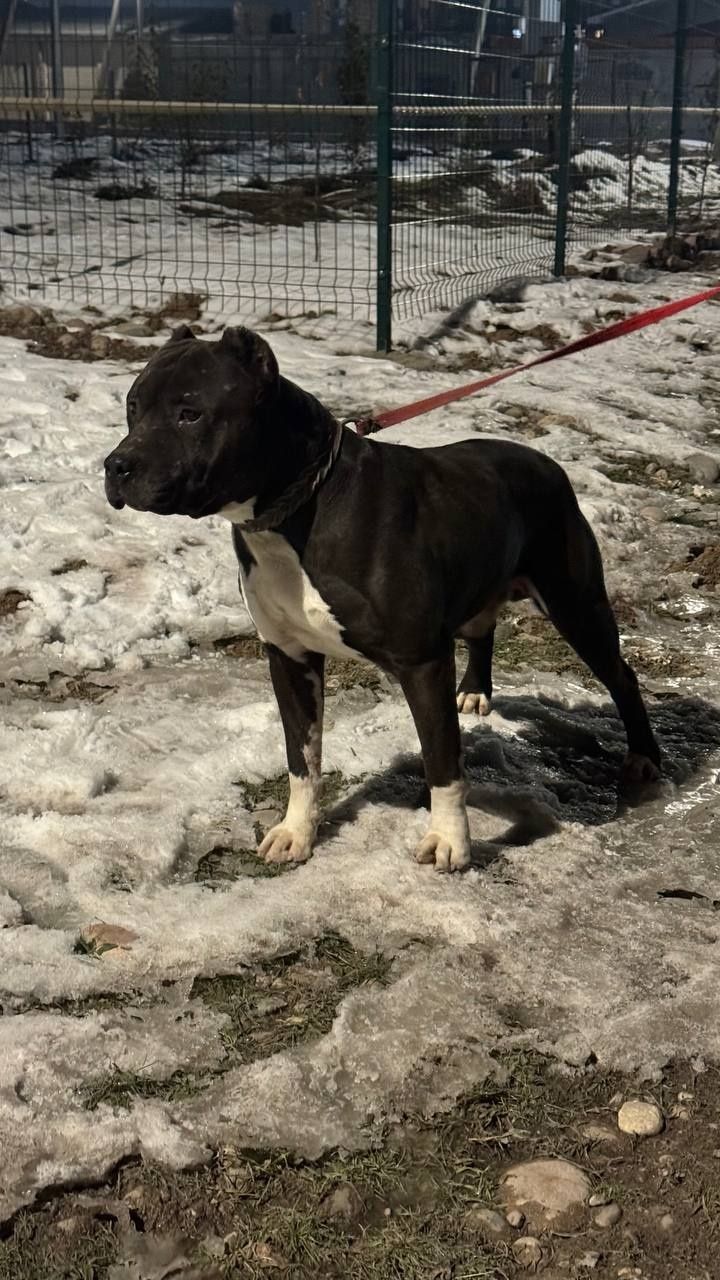 Pitbul qoshish uchun