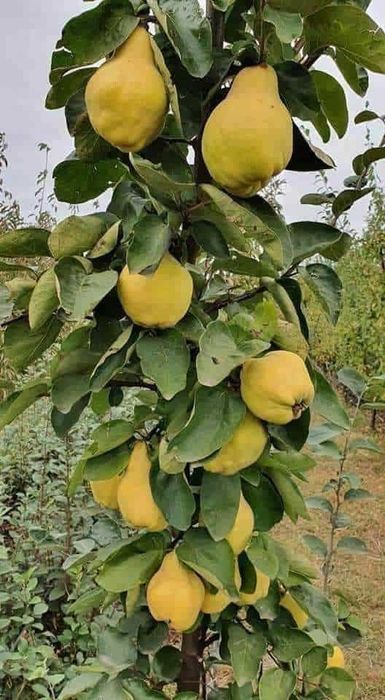 Vând Pomii Fructiferi Altoiți anul 2 si 3 direct de la PRODUCĂTOR