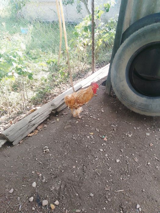 Vând cocoș Brahma