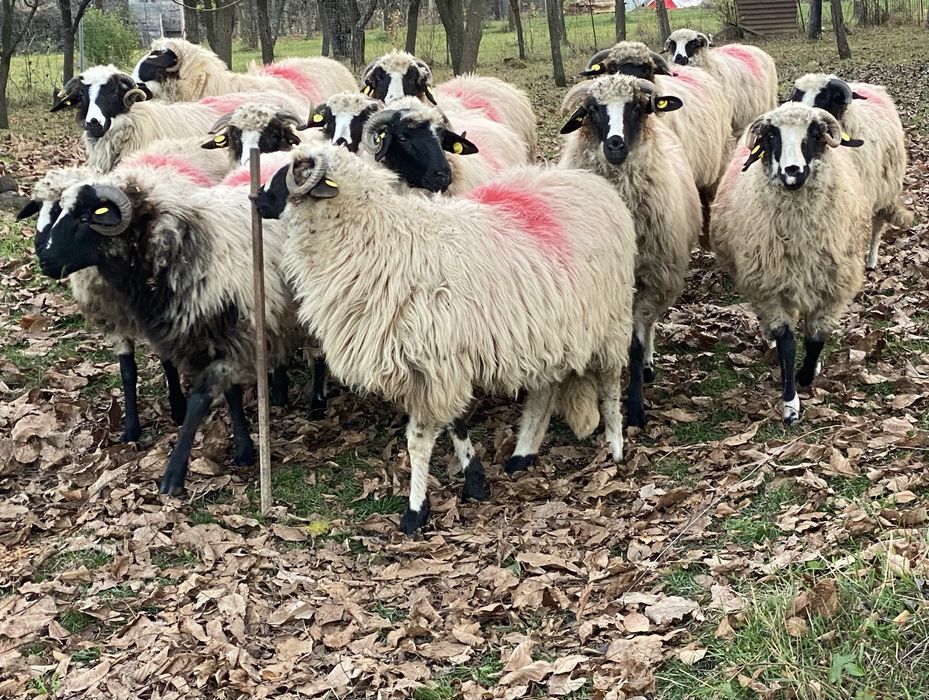 Mieluțe breze de Hațeg.