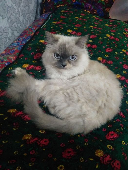 Очень красивая кошка