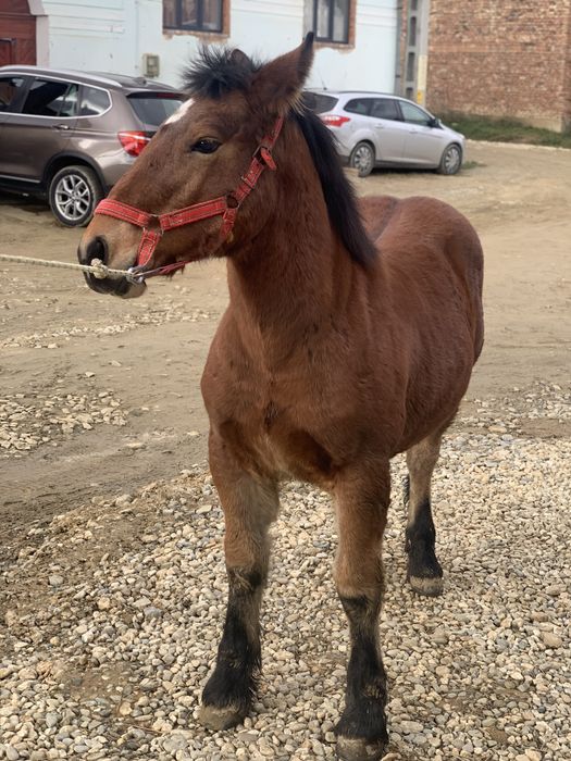 De vanzare manz la 5 luni