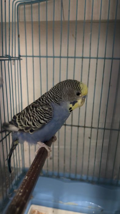 Perusi+cusca 200 lei