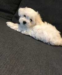 Bichon maltez 500 lei baiețel