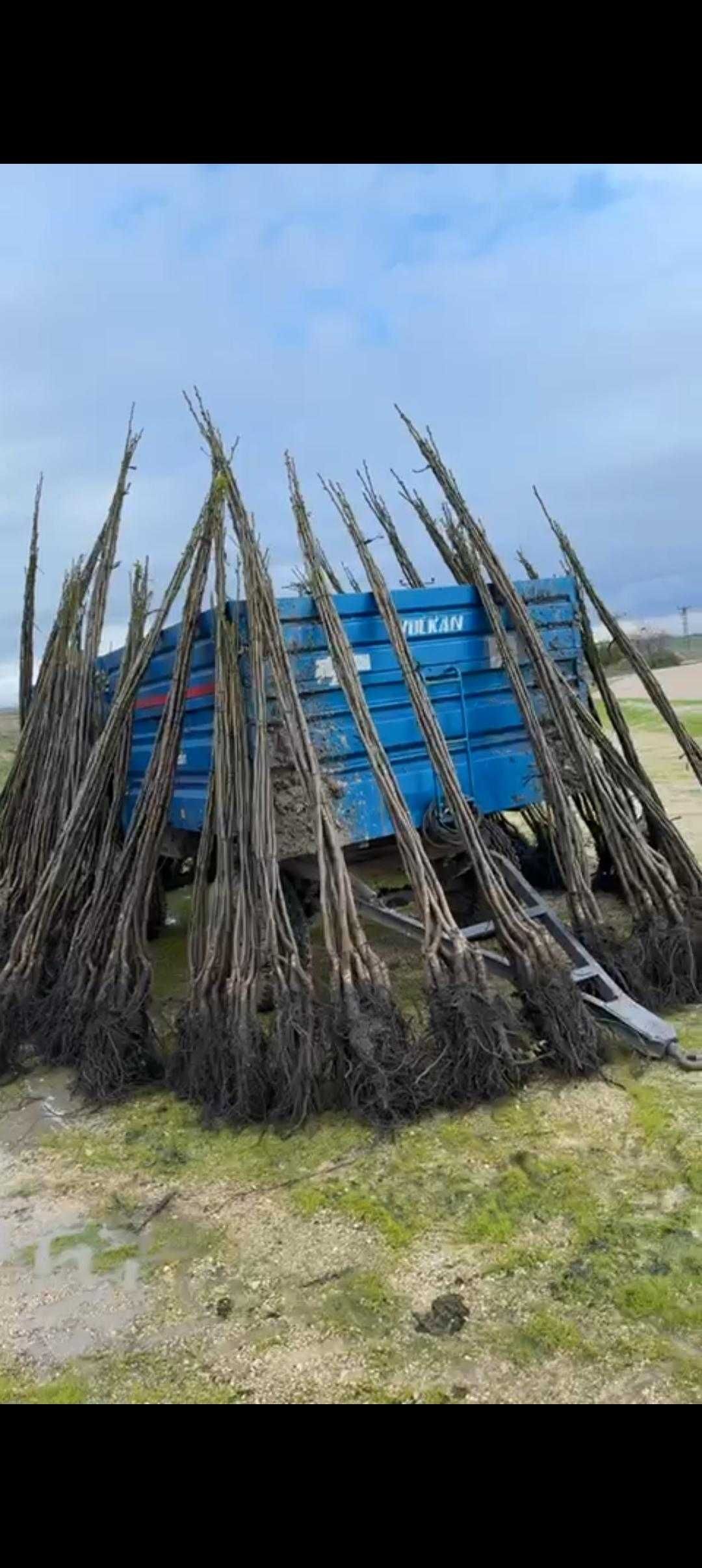 nuci Chandler.livrare RO.Plantare ferestre vreme buna.pomi fructiferi