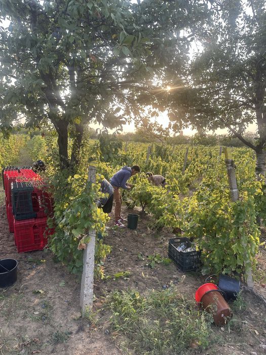 Strugurii pentru vin!