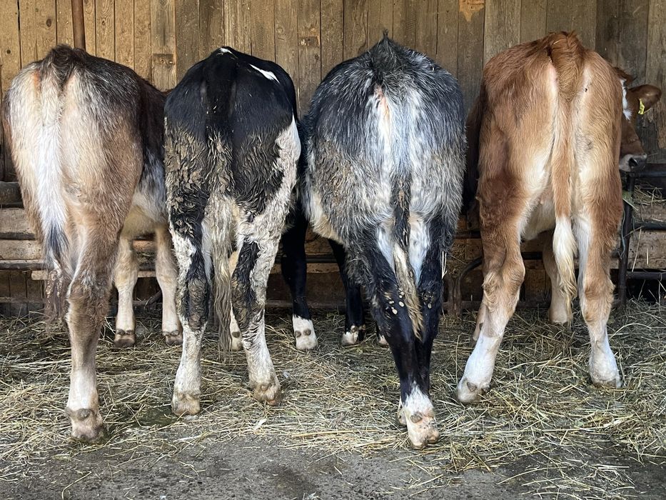 Vand vitei de taiat sau de crescut