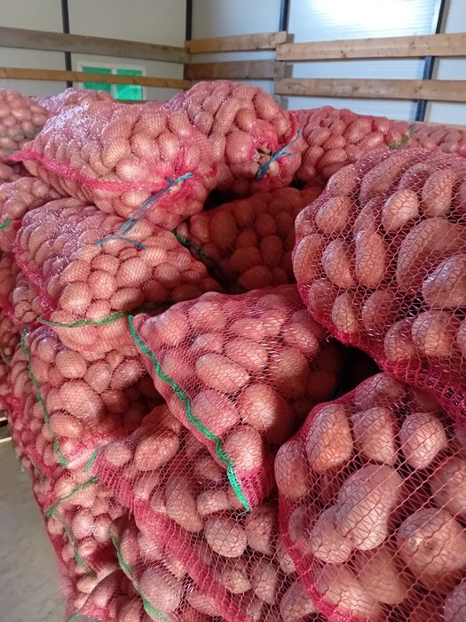 Cartofi roșii 1,3 kg