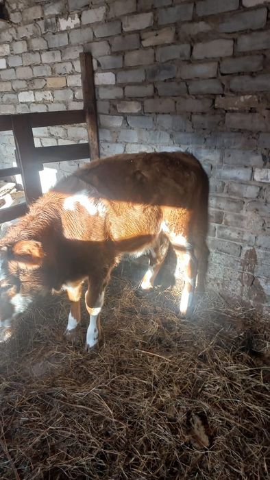 Продам телёнка 10 месяцев стоит на откорме жирный