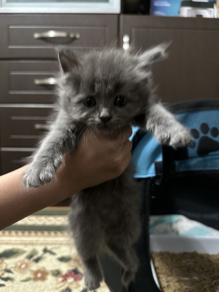 Котята скотиш фолд и скоттиш страй