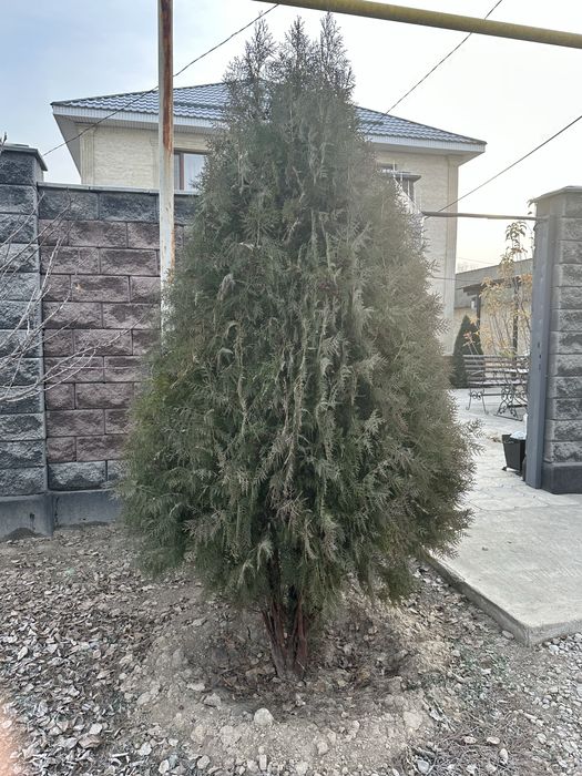 продам срочно туи