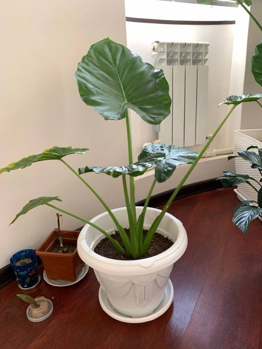 Продам цветы Алоказия