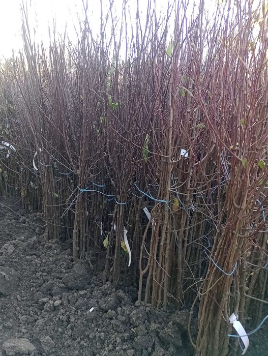 Pomii fructiferi de vânzare