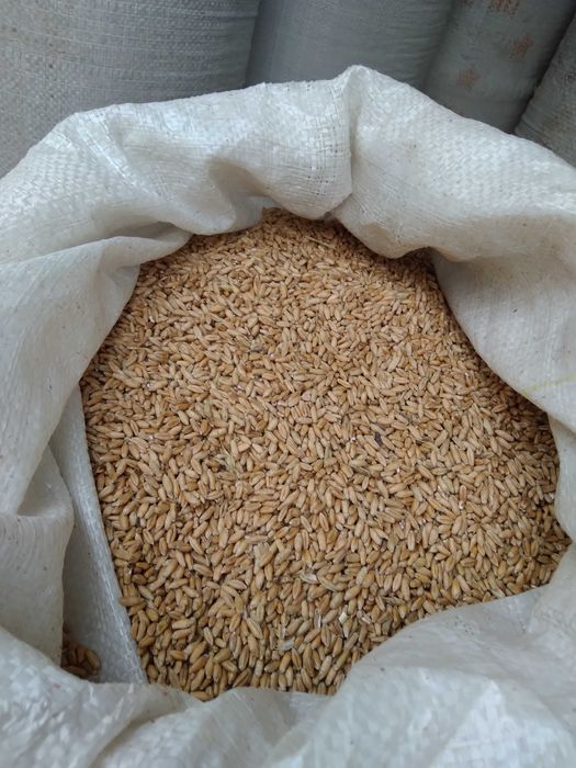 Porumb triticale orz grau floarea soarelui faina pasat cu transport
