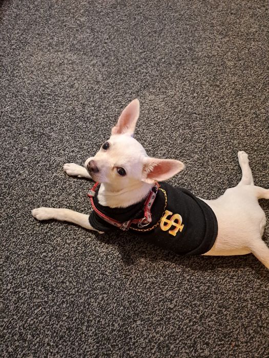 Чихопинчер цена 300лв