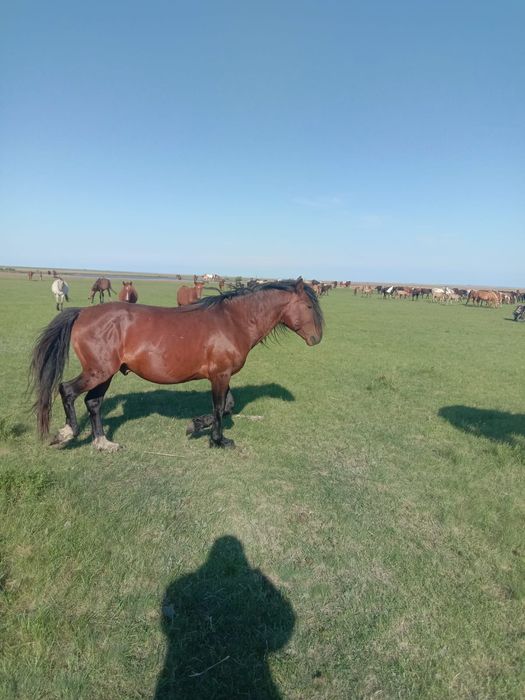 Продам айгыр 6лет привозной обмена нет