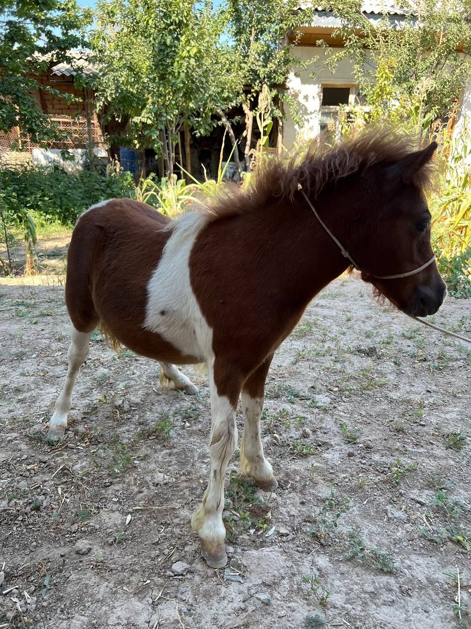 Poni ot sotiladi