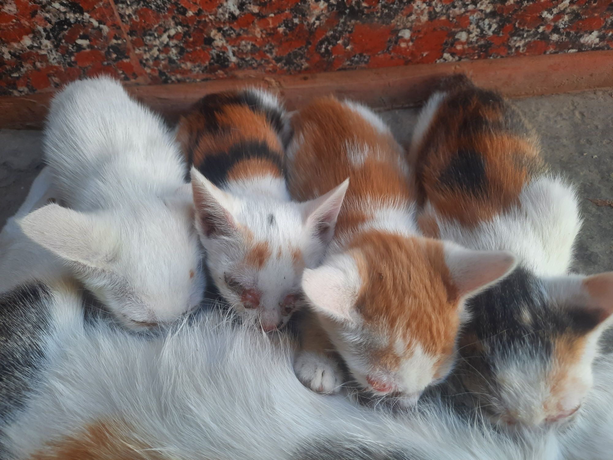 Mushuk bolalari bepul olib ketish mumkin