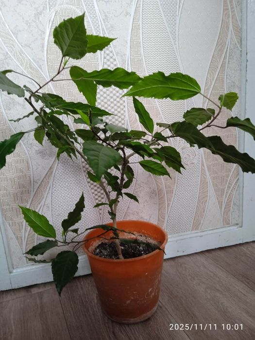 Продам цветы, рассаду.