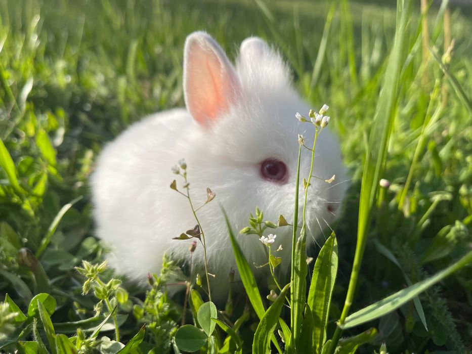 Декоративни зайчета