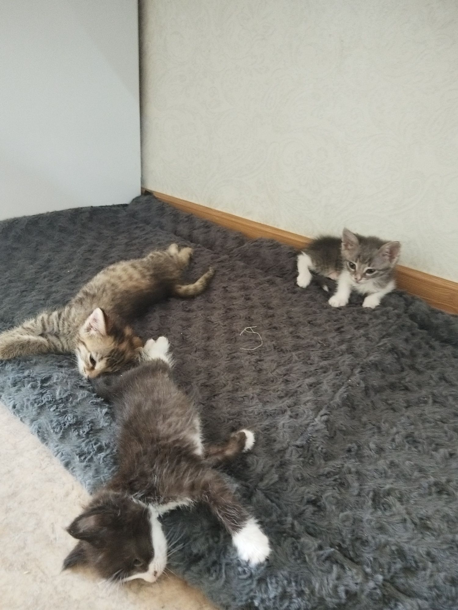 Отдам котят в добрые руки