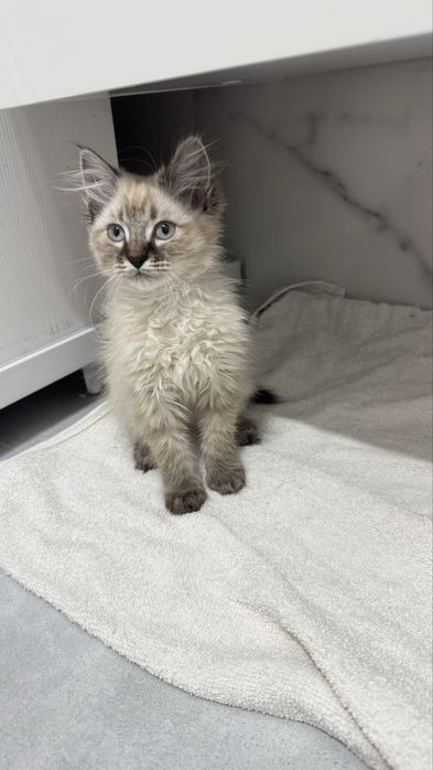 Отдам котенка девочку