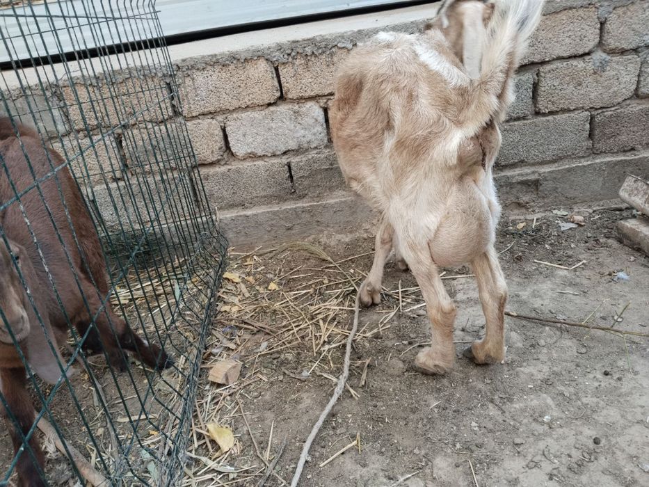 Продаются коза и козлёнок породы Бедал