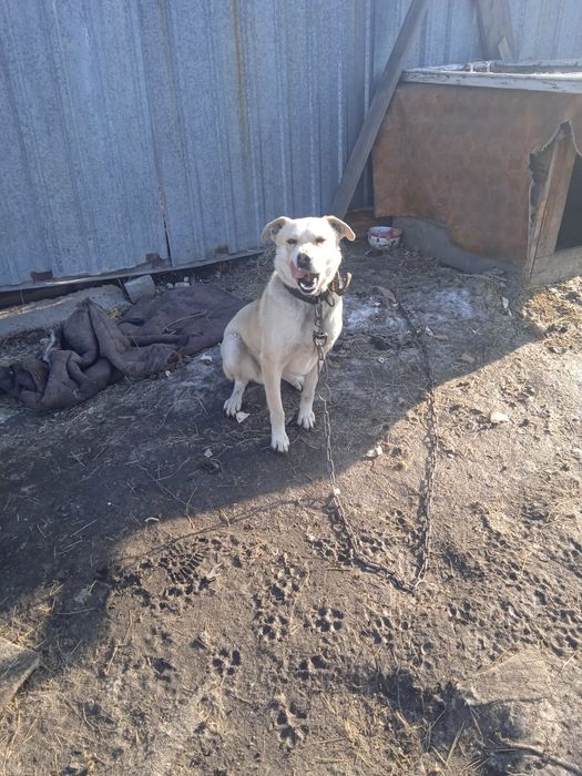 Отдам  собаку  бесплатно