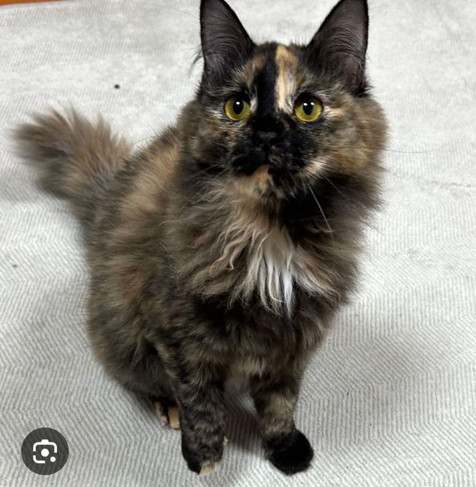 Zotli juddaayam aqilli mushuk sotiladi