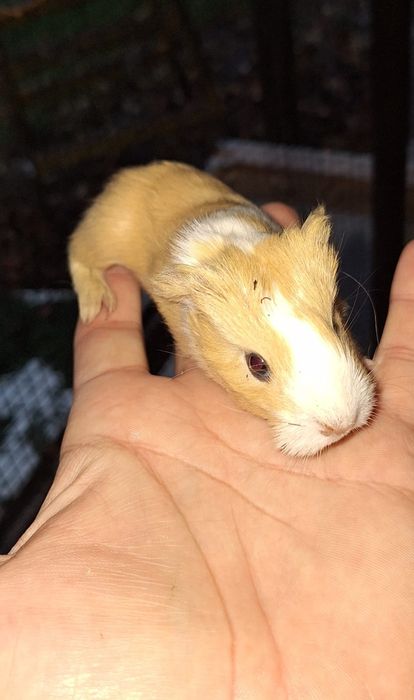 Porcușori de guineea