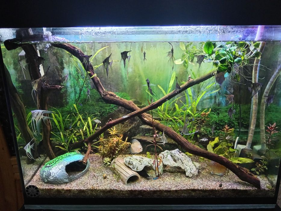 Akvarium podstavkasi bilan sampli 200litr