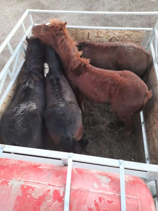 Нарын кумнан келип турган семиз жабагылар