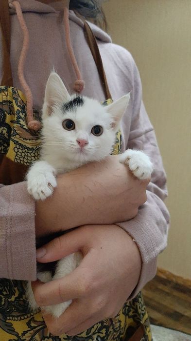 Домашние котята ищут дом