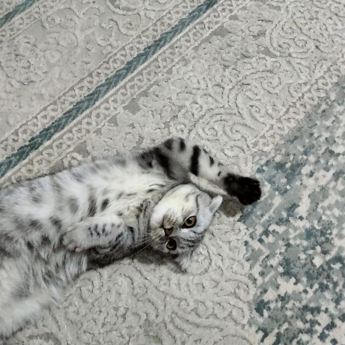 Котёнок вислоухий, возраст 6 месяцев