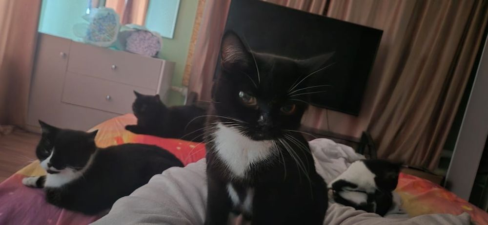 Отдам хвостики!Красивые котики!