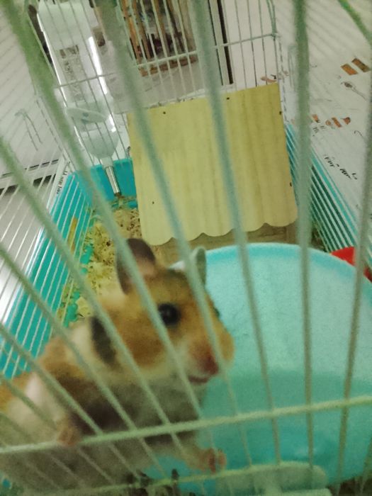 Хомяк сириский 2 месяц продам с клеткой АСТАНА