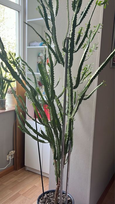 Молочай высокий с горшком