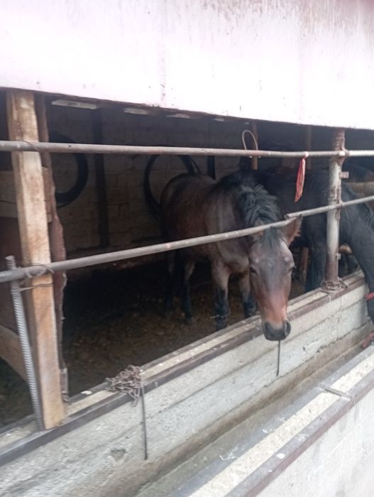 Семиз байлау кунан