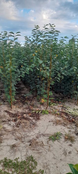 Vând pomi fructiferi