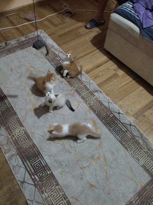 Отдам добрые руки