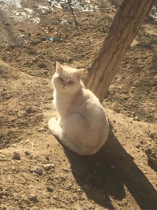 mushug sotiladi zor mushug erkak mushug