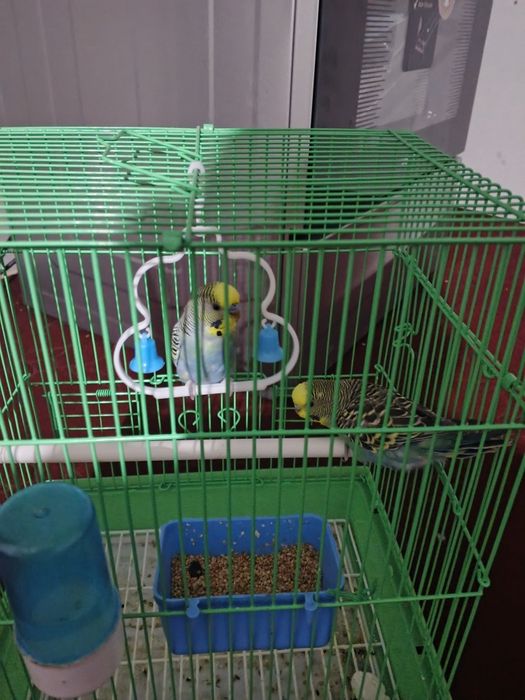 канарейка тоти кушлари сотилади