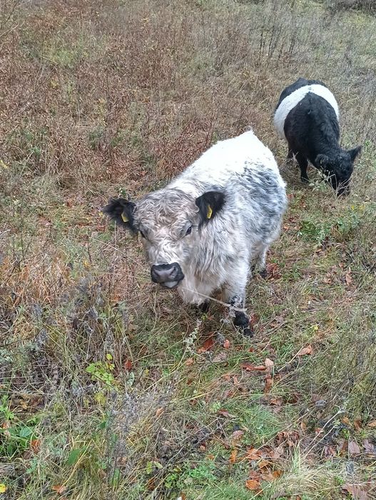 Vand taur rasa de carne gallowei