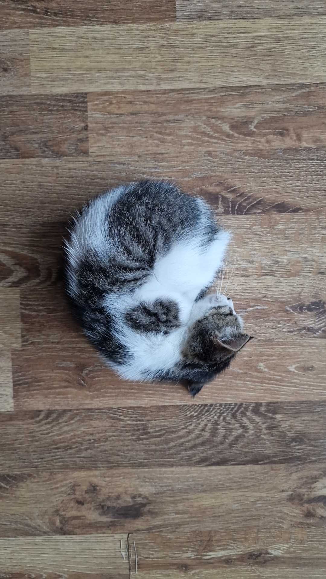 Котёнок. Мальчик. Малыш.