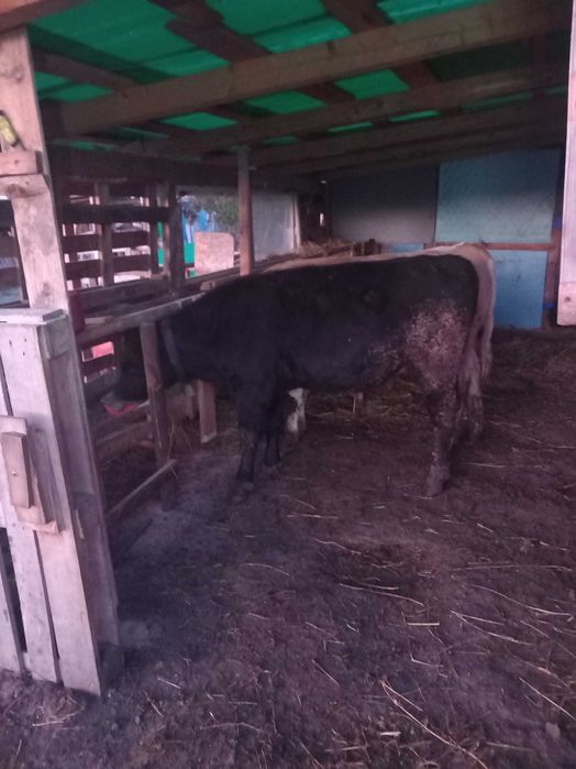 Doi Viței de vânzare