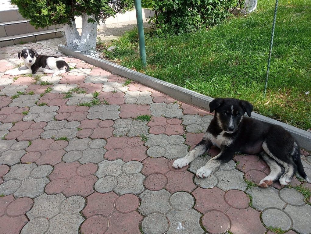 Adopție fetiță și băiețel